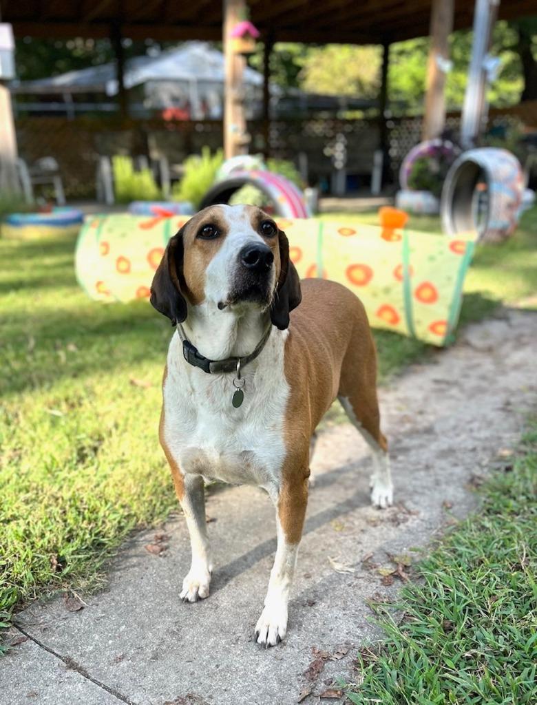 Bullfrog, Adoptable, Senior Male Hound.