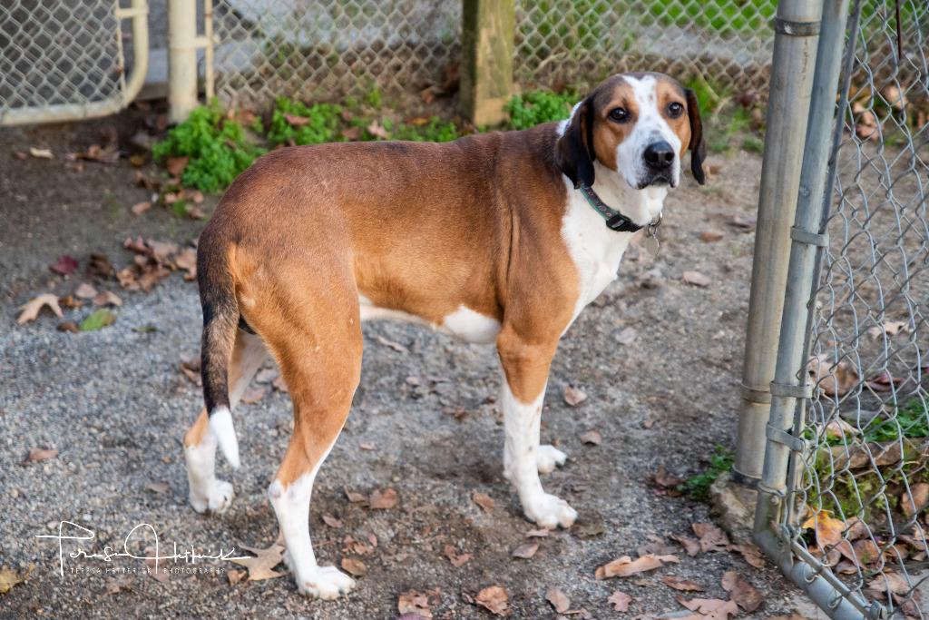 Enlarge Bullfrog, a Adoptable Hound in Hampton, VA image 2/2