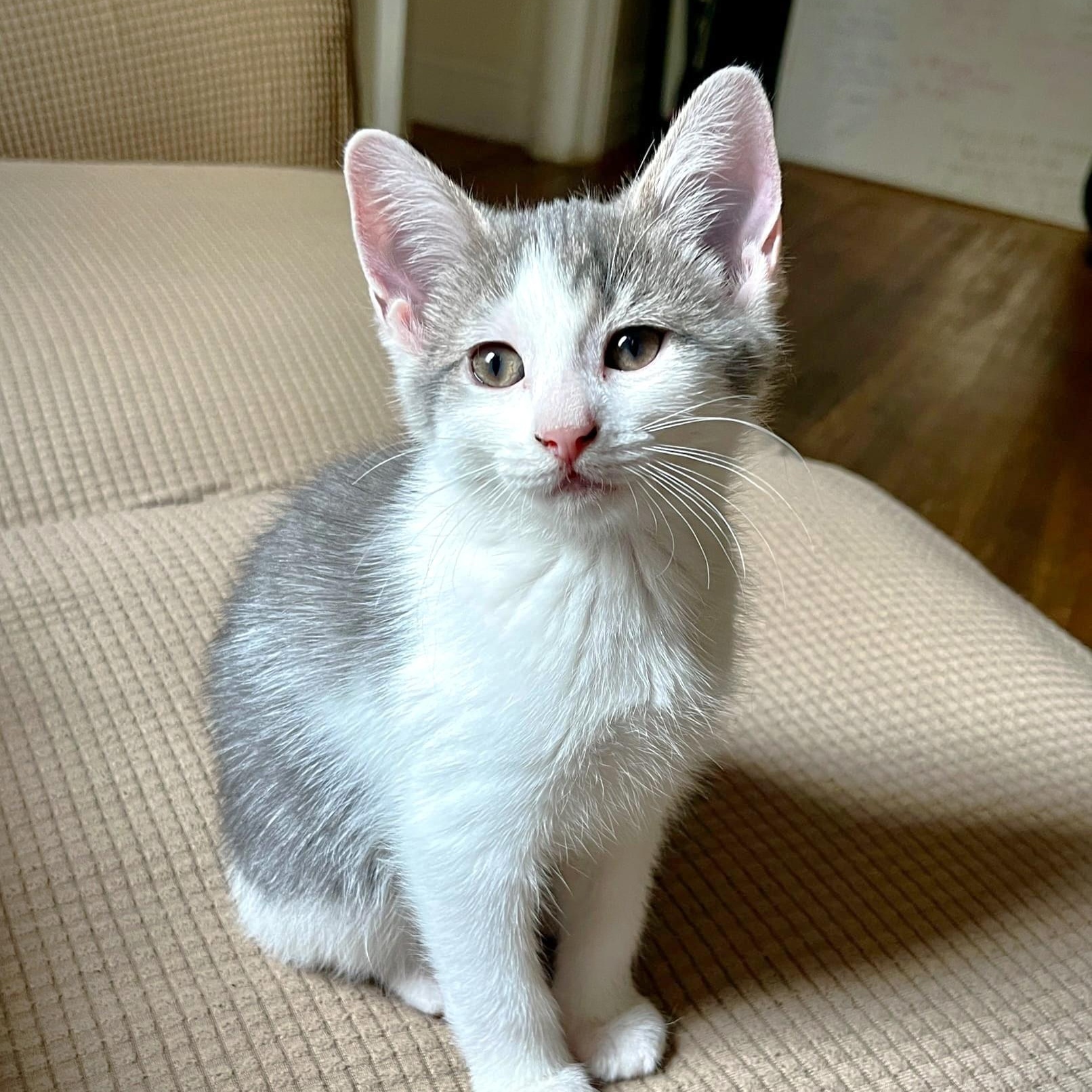Bumble & Dumpling, a ADOPTABLE Domestic Short Hair in Astoria, NY image 3/6