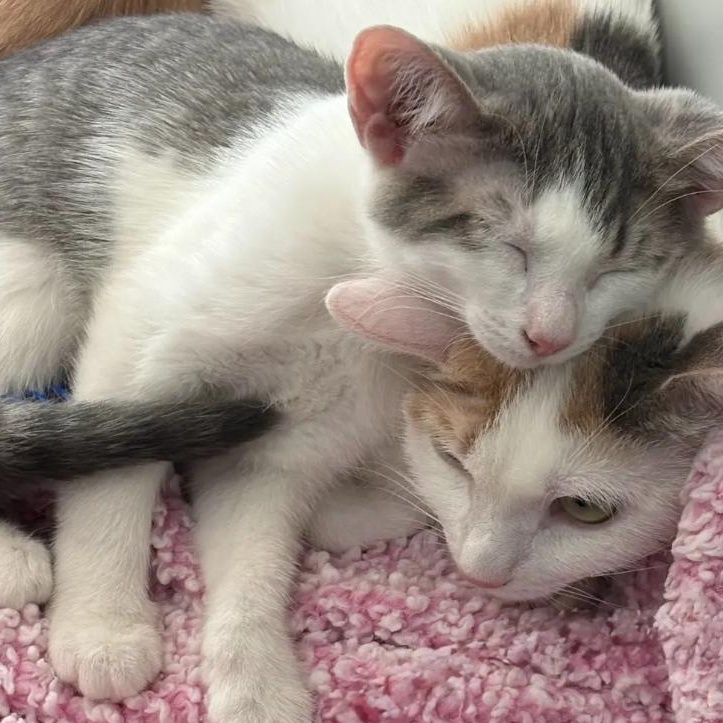 Bumble & Dumpling, a ADOPTABLE Domestic Short Hair in Astoria, NY image 2/6