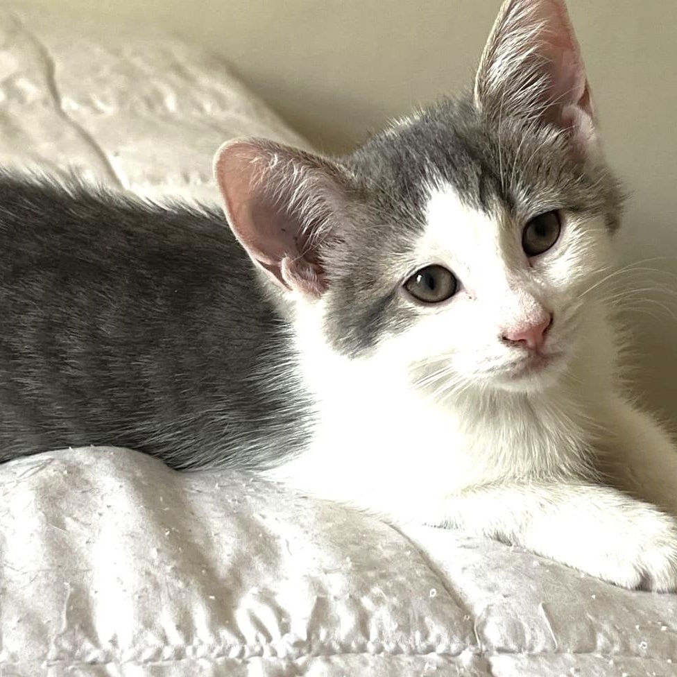 Bumble & Dumpling, a ADOPTABLE Domestic Short Hair in Astoria, NY image 5/6