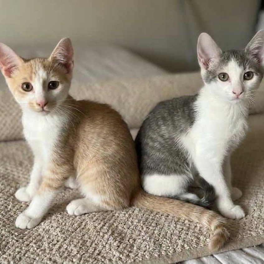Bumble & Dumpling, ADOPTABLE, Kitten Female Domestic Short Hair.
