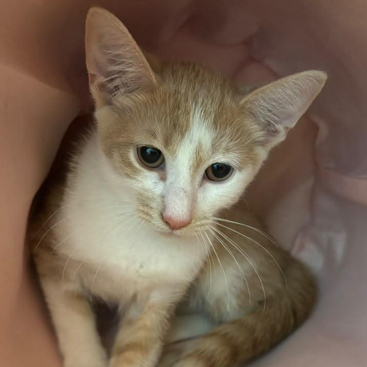 Bumble & Dumpling, a ADOPTABLE Domestic Short Hair in Astoria, NY image 6/6