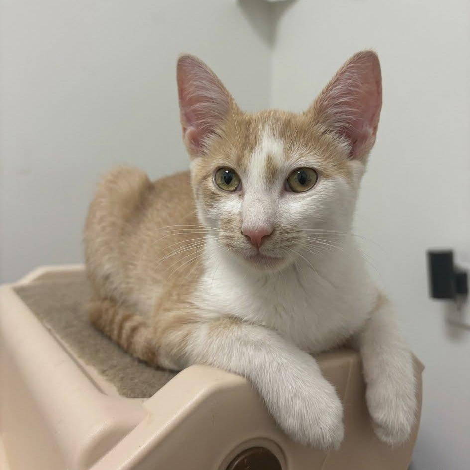 Bumble & Dumpling, a ADOPTABLE Domestic Short Hair in Astoria, NY image 4/6
