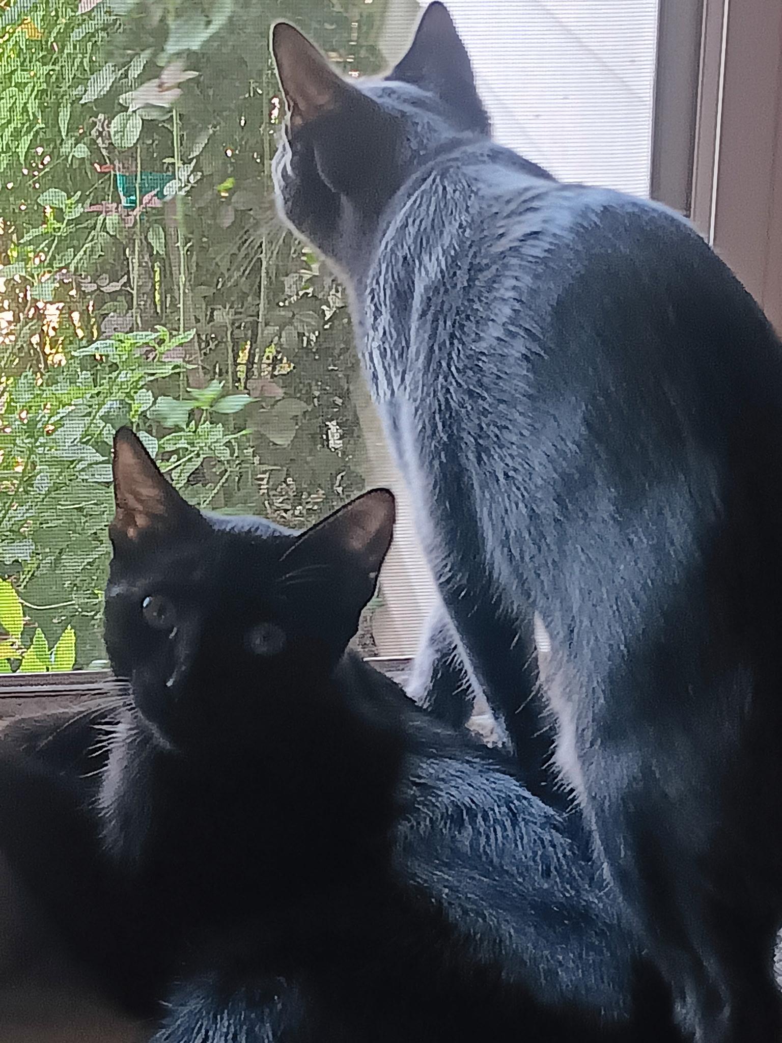 Blackie and Smokie, ADOPTABLE, Young Male American Shorthair.