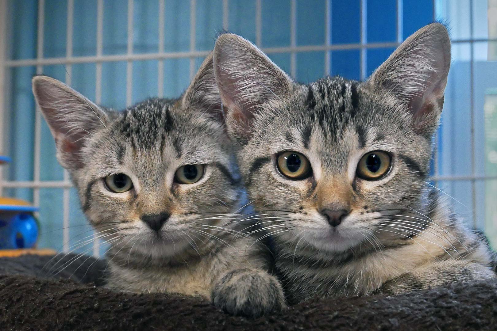 Cat for adoption Brandy, a Domestic Short Hair Mix in Bloomingdale