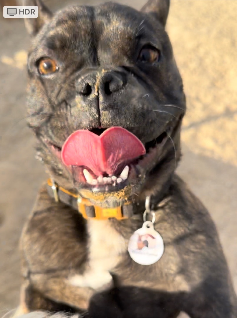 Enlarge Loki, a Adoptable French Bulldog in Knightsen, CA image 3/6