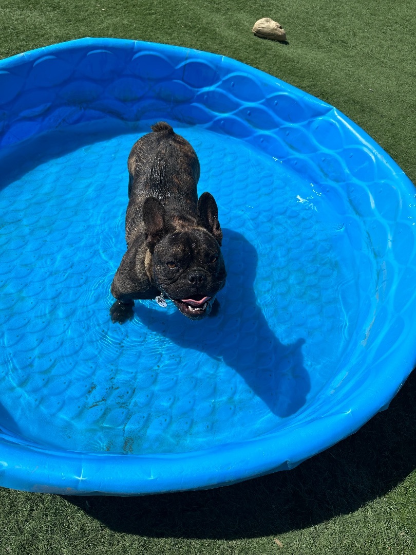 Enlarge Loki, a Adoptable French Bulldog in Knightsen, CA image 4/6