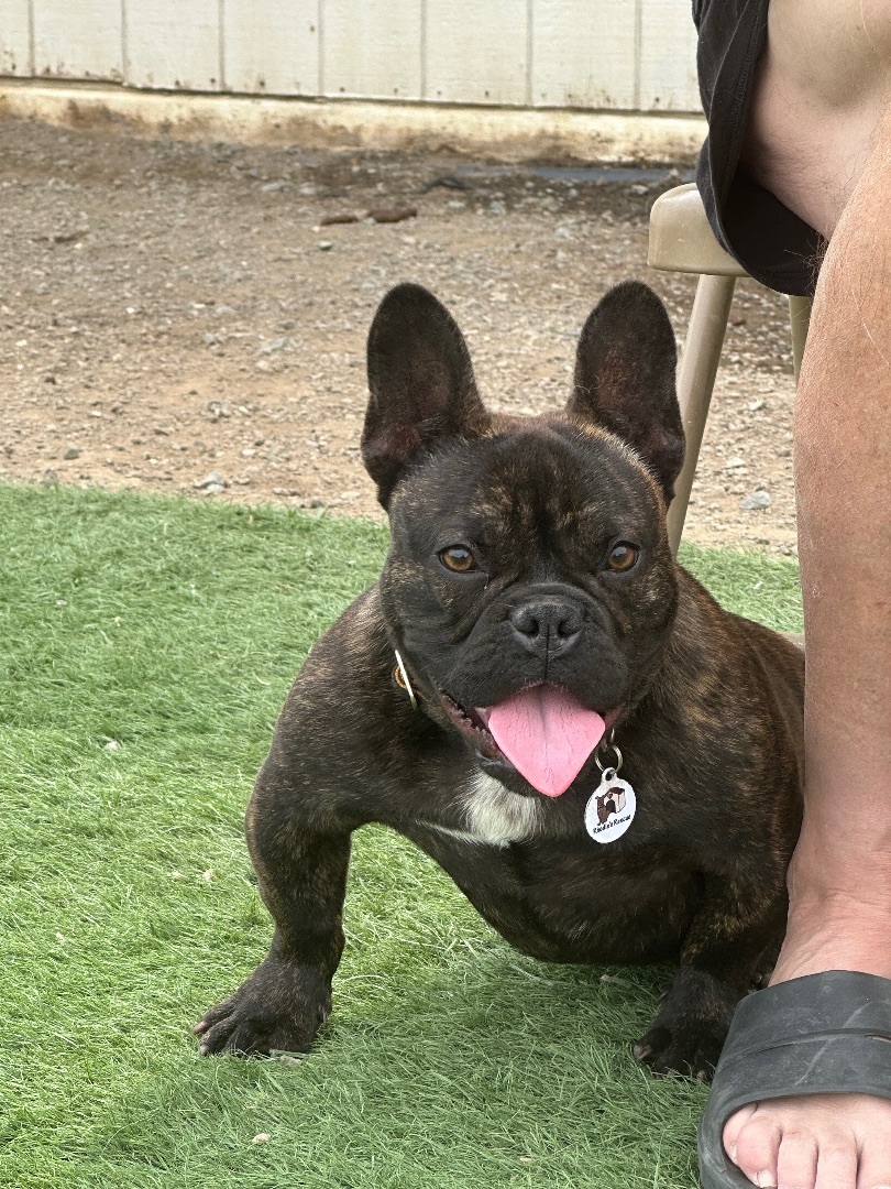 Enlarge Loki, a Adoptable French Bulldog in Knightsen, CA image 5/6