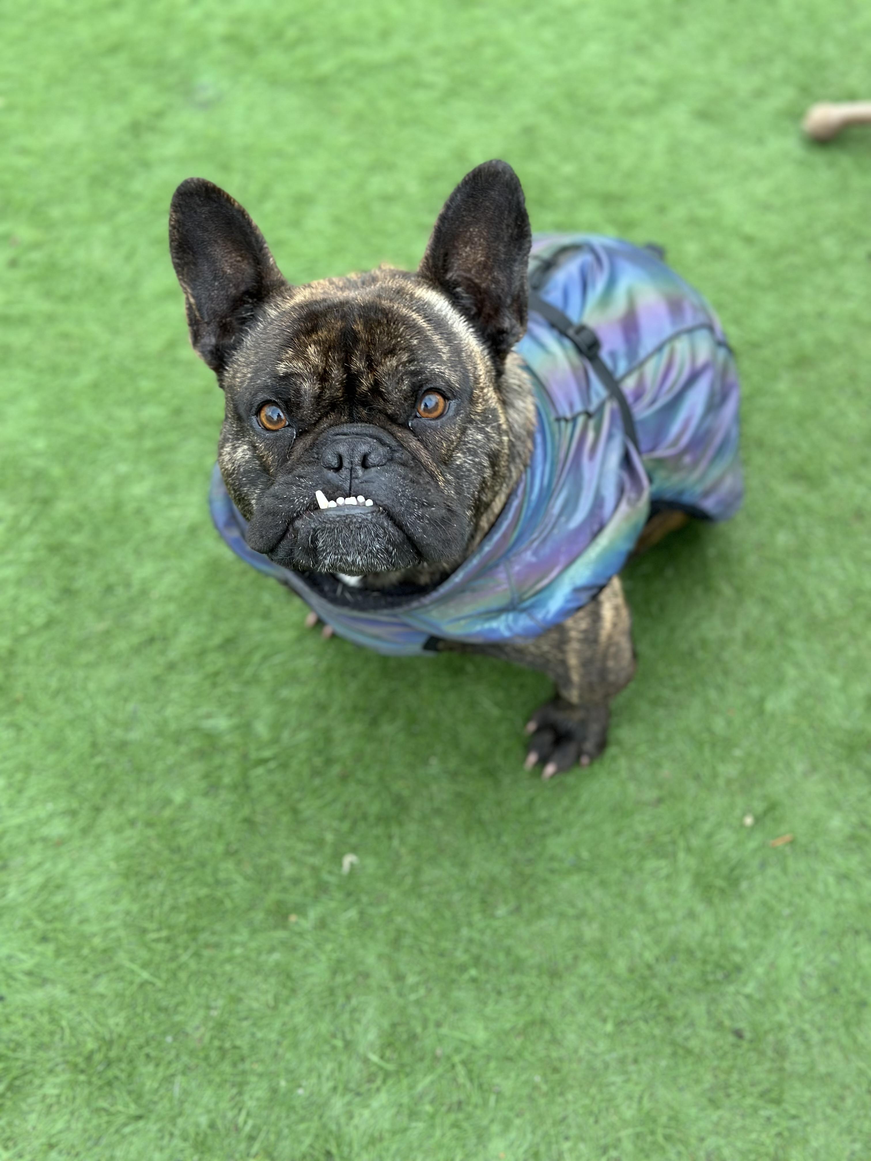Enlarge Loki, a Adoptable French Bulldog in Knightsen, CA image 1/6