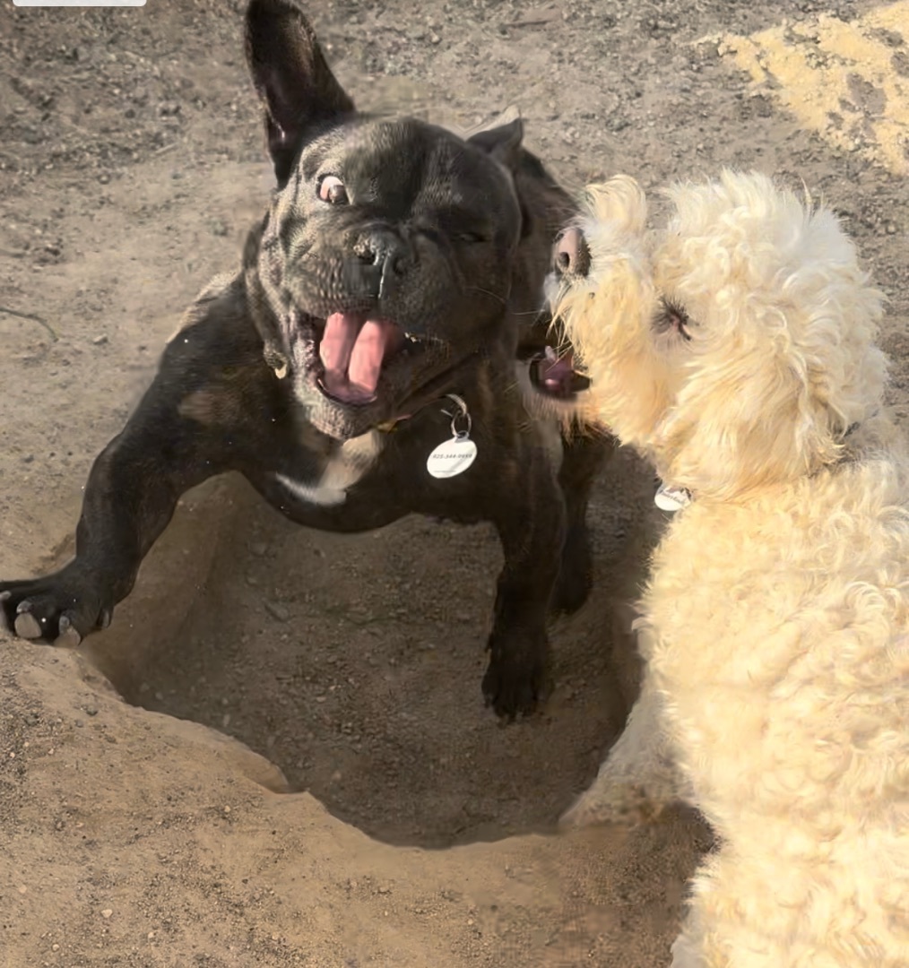 Enlarge Loki, a Adoptable French Bulldog in Knightsen, CA image 6/6