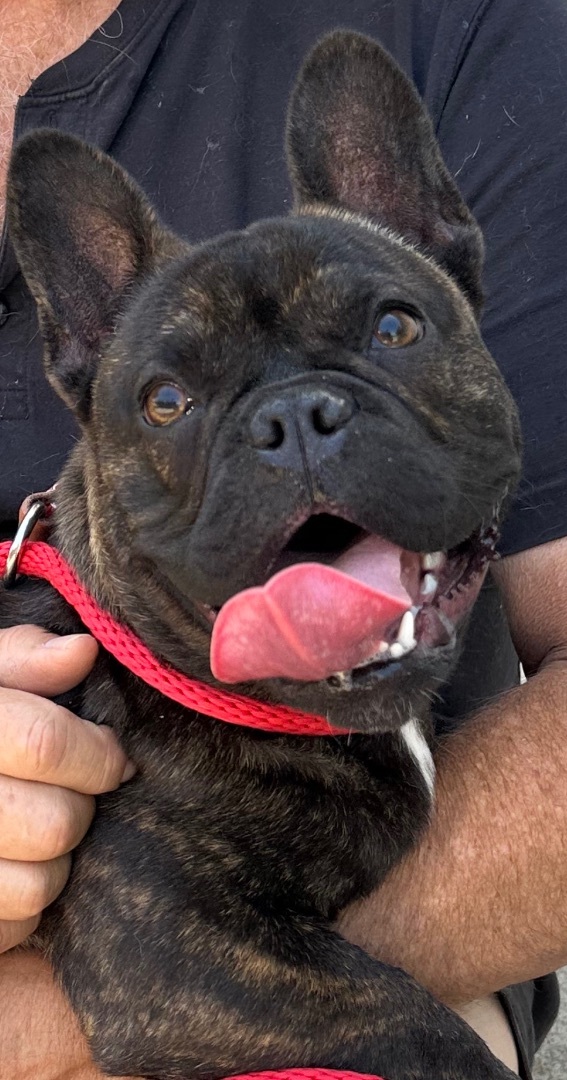 Enlarge Loki, a Adoptable French Bulldog in Knightsen, CA image 2/6