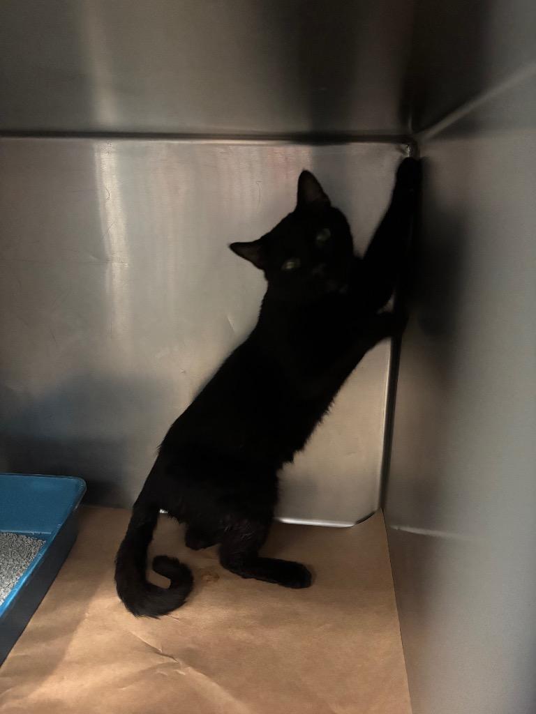 Tofu, Adoptable, Young Male Domestic Short Hair.