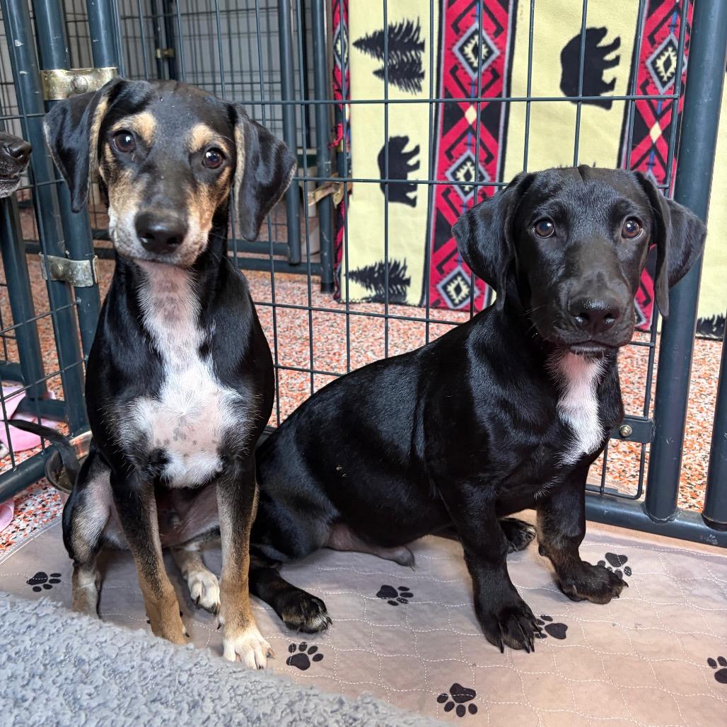 Kobuk, Adoptable, Young Male Dachshund & Mixed Breed.