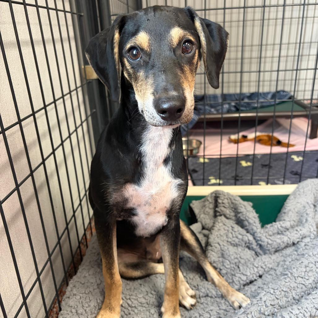 Enlarge Kobuk, a Adoptable mixed breed in Fredericksburg, TX image 2/4