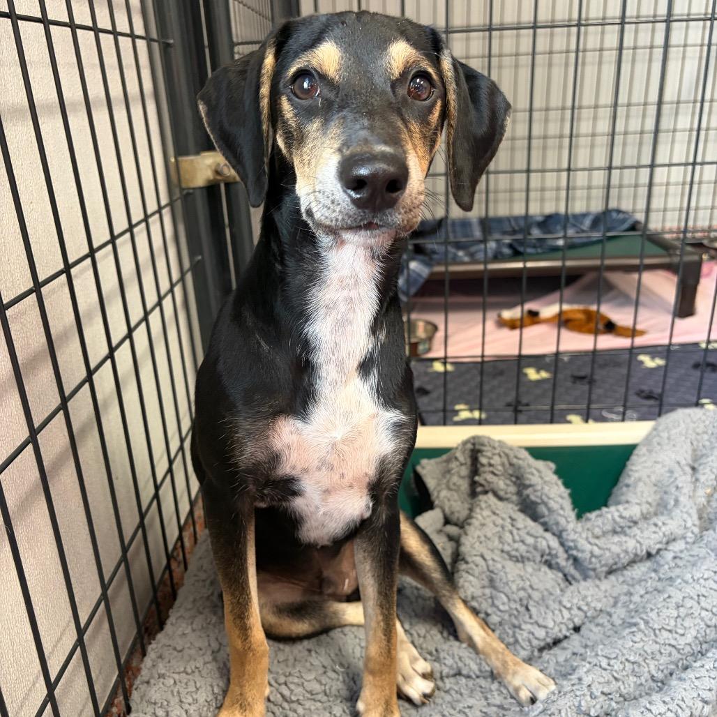 Enlarge Kobuk, a Adoptable mixed breed in Fredericksburg, TX image 3/4