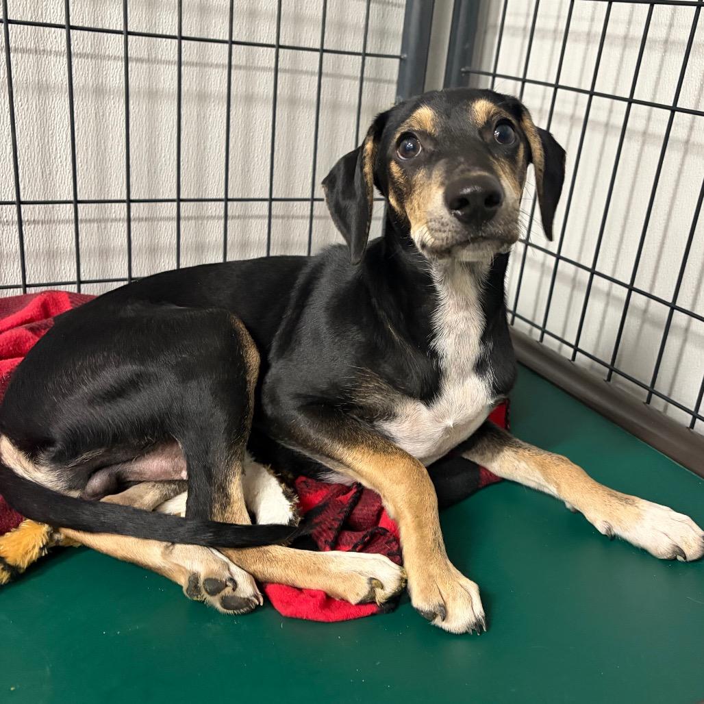 Enlarge Kobuk, a Adoptable mixed breed in Fredericksburg, TX image 4/4