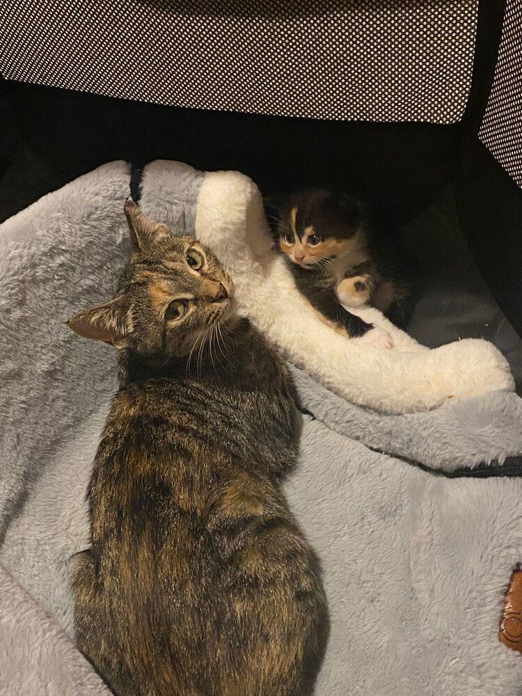 Venus, Adoptable, Young Female Domestic Short Hair.