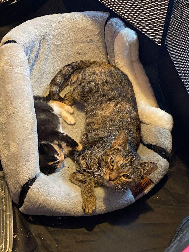 Venus, Adoptable, Young Female Domestic Short Hair.