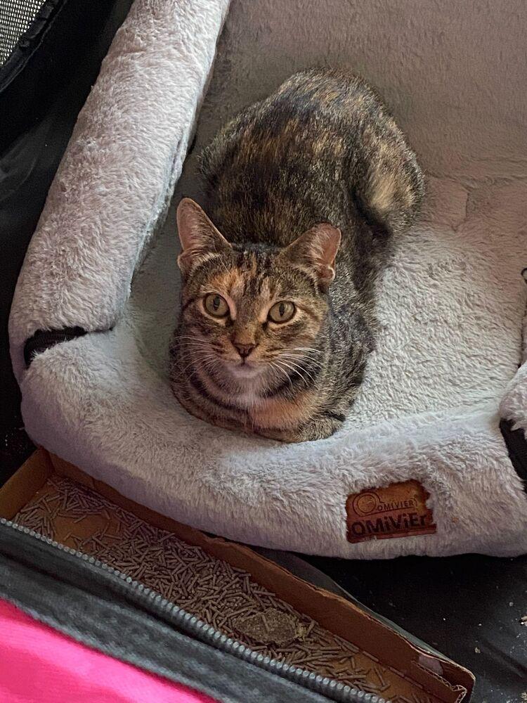 Enlarge Venus, a Adoptable Domestic Short Hair in Oak Park, MI image 3/3