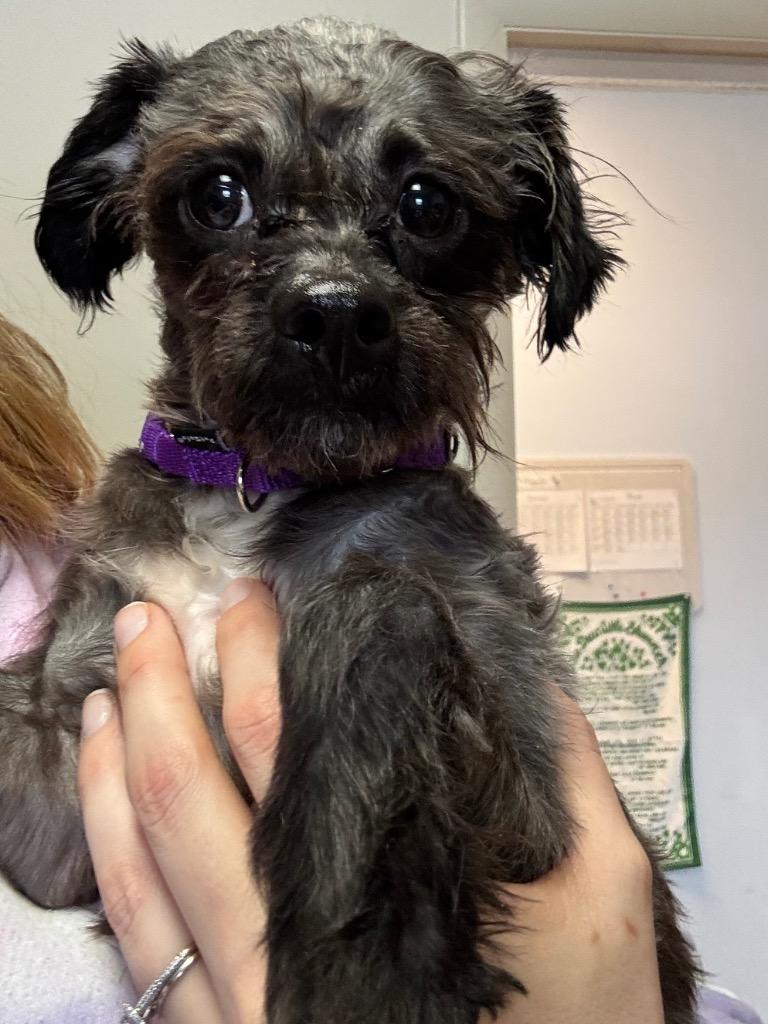 Billy, Adoptable, Adult Male Shih Tzu.