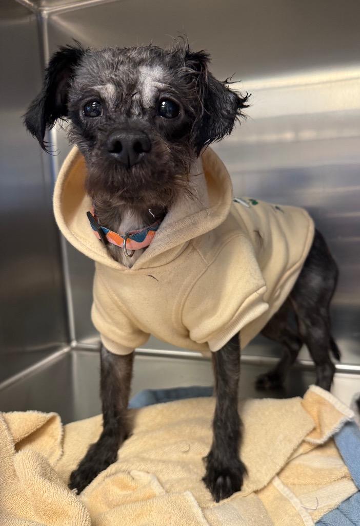 Enlarge Billy, a Adoptable Shih Tzu in Gloversville, NY image 1/1