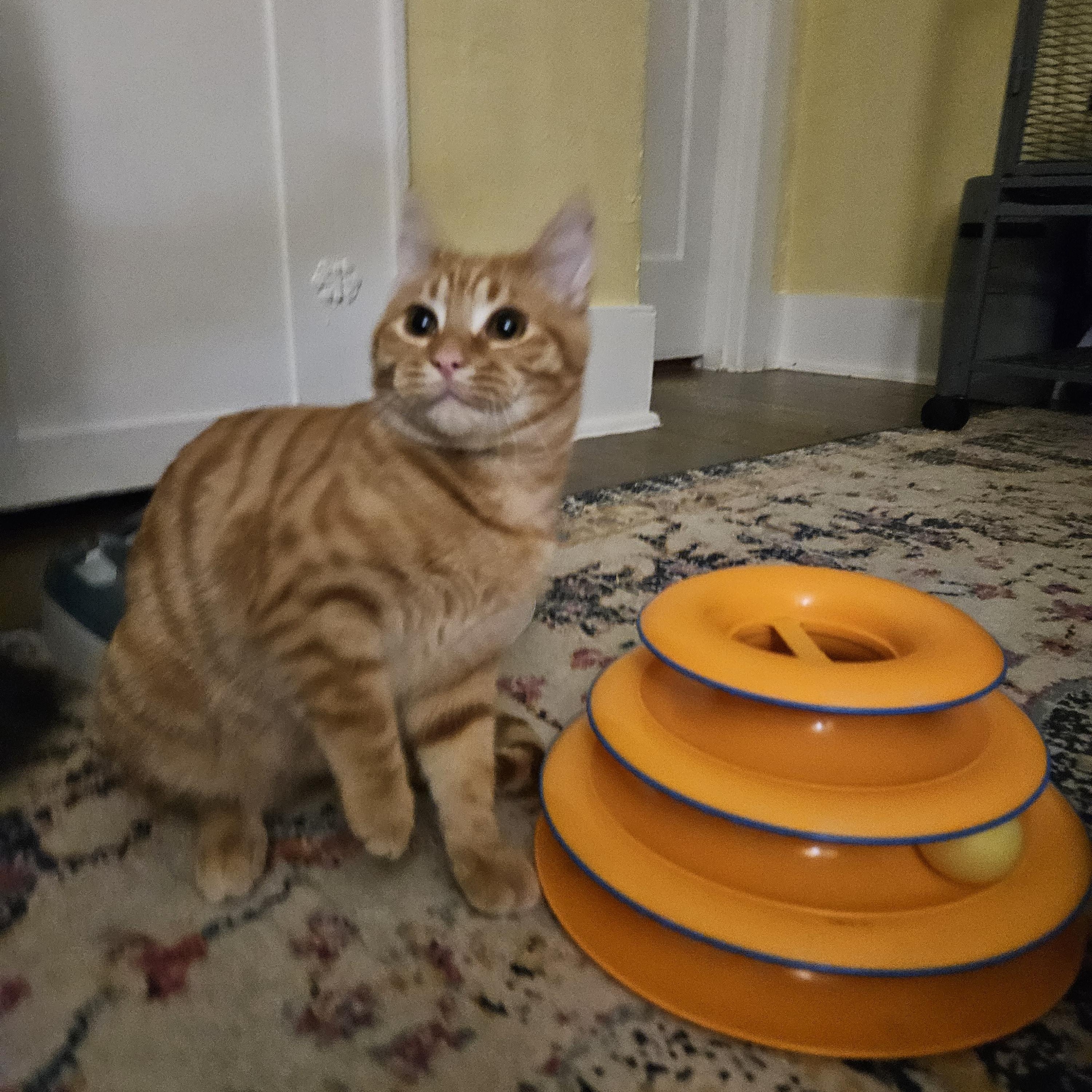 Enlarge Crockett, an adopted Domestic Short Hair in WINLOCK, WA image 2/3