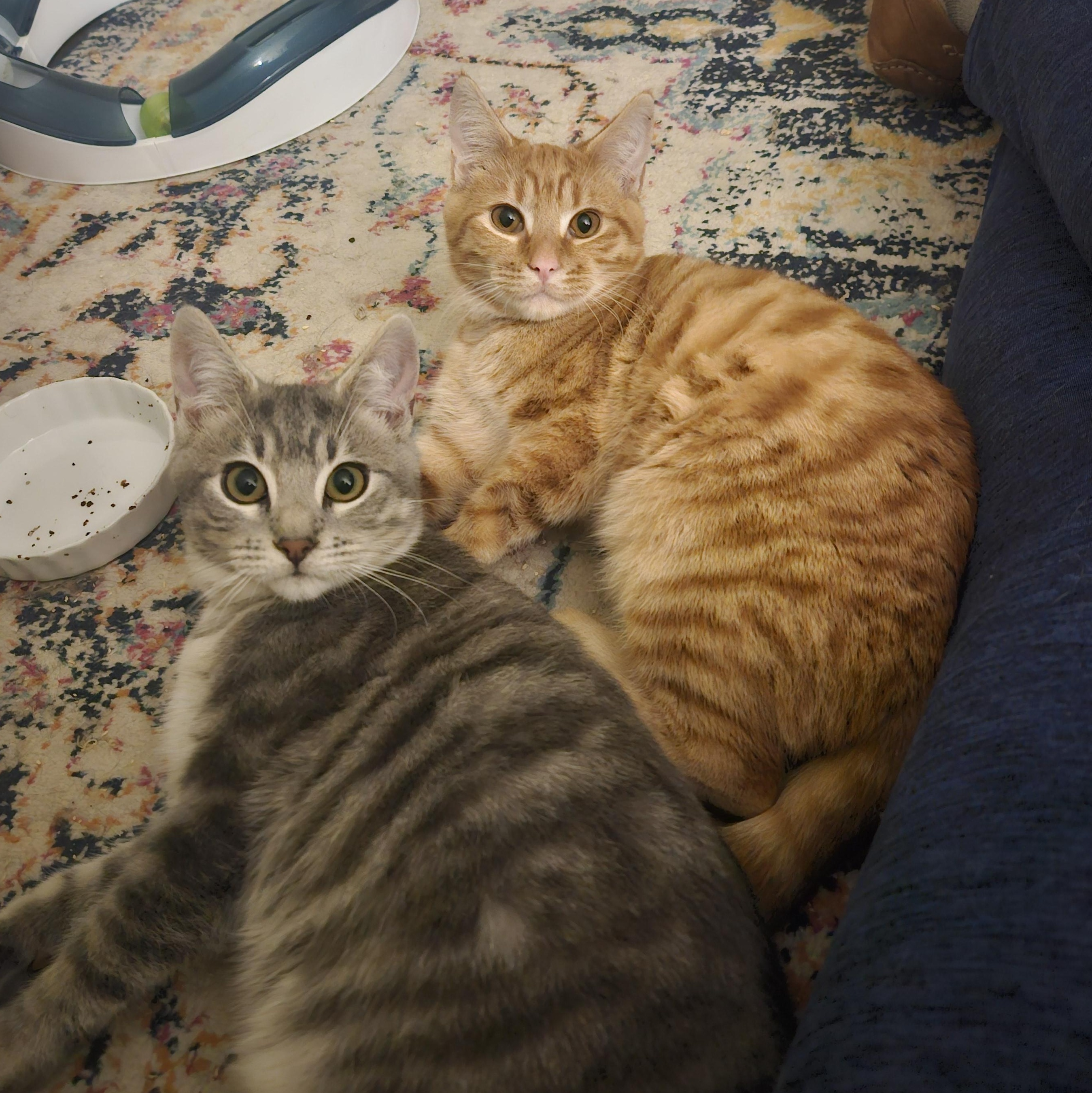 Enlarge Crockett, an adopted Domestic Short Hair in WINLOCK, WA image 3/3