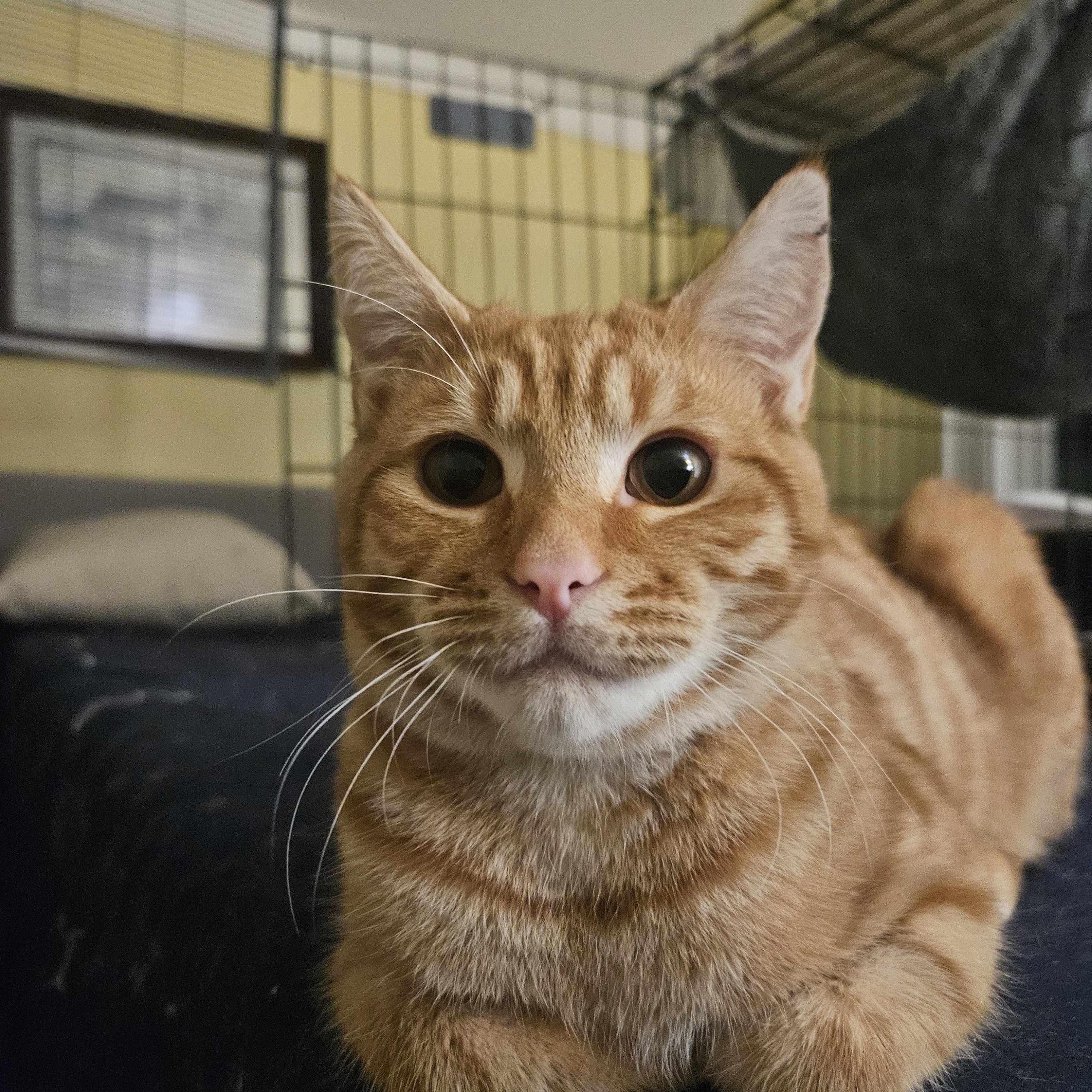 Crockett, adopted, Young Male Domestic Short Hair.