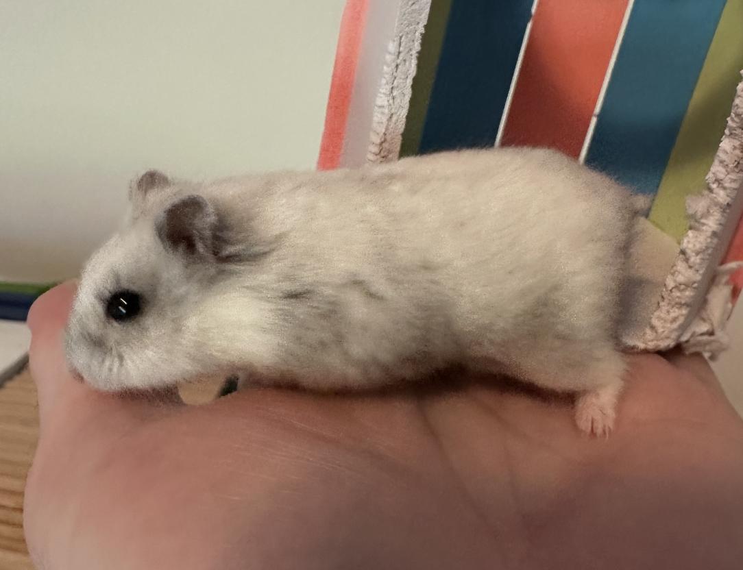 Enlarge Dean, a ADOPTABLE Dwarf Hamster in Minneapolis, MN image 5/5