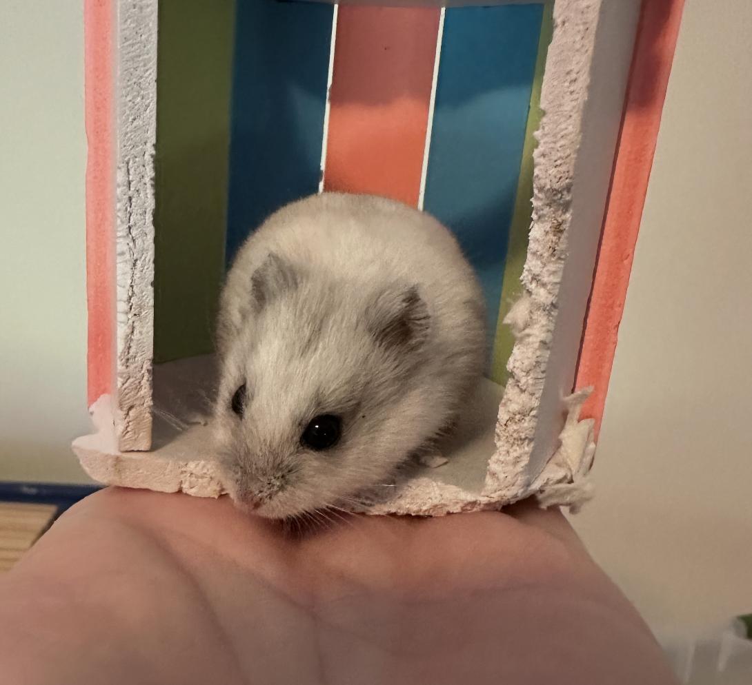 Dean, ADOPTABLE, Young Male Dwarf Hamster.