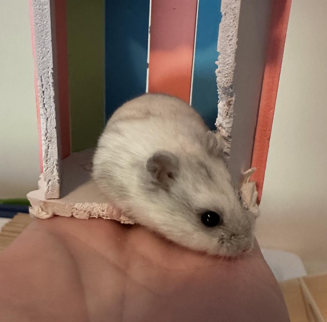 Enlarge Dean, a ADOPTABLE Dwarf Hamster in Minneapolis, MN image 4/5