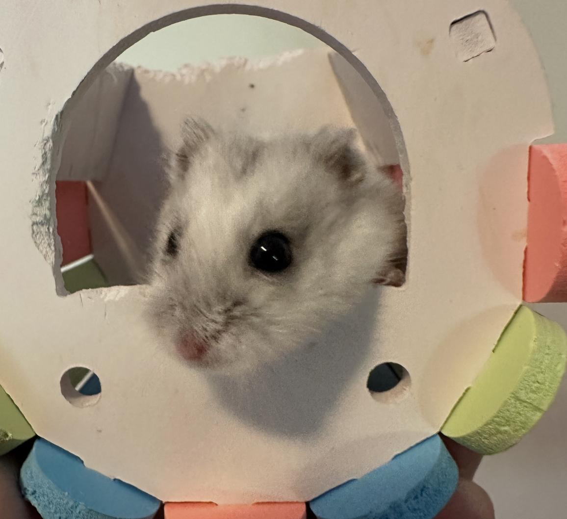 Enlarge Dean, a ADOPTABLE Dwarf Hamster in Minneapolis, MN image 3/5