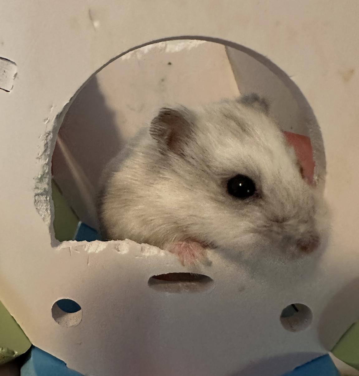 Enlarge Dean, a ADOPTABLE Dwarf Hamster in Minneapolis, MN image 2/5
