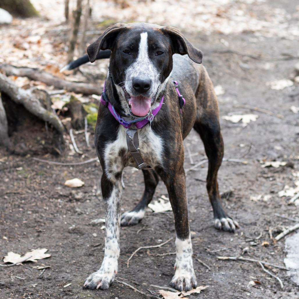 Enlarge Rainy, a Adoptable mixed breed in Hopkinton, MA image 1/6
