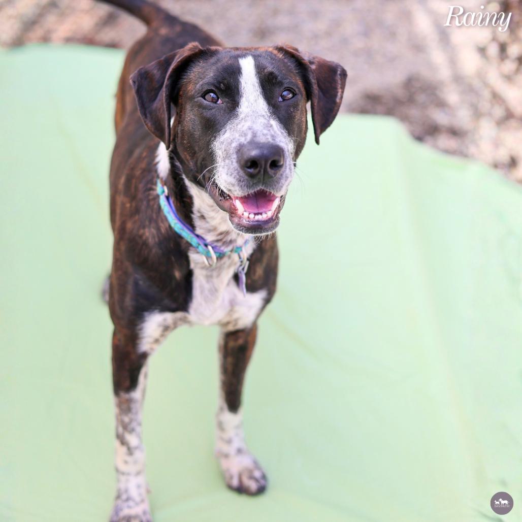 Enlarge Rainy, a Adoptable mixed breed in Hopkinton, MA image 2/6