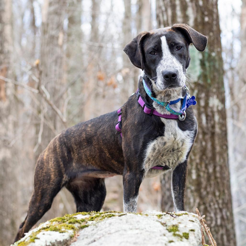 Enlarge Rainy, a Adoptable mixed breed in Hopkinton, MA image 3/6