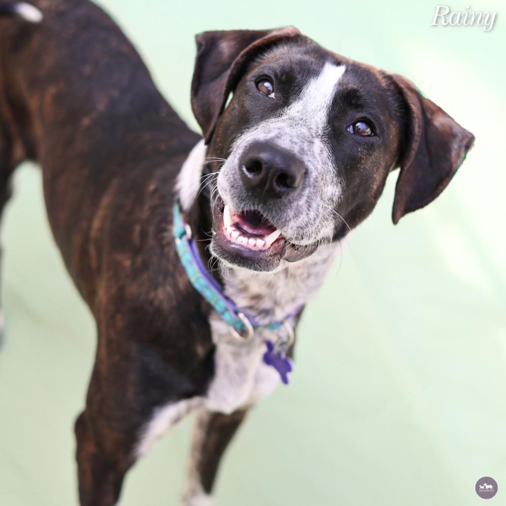 Enlarge Rainy, a Adoptable mixed breed in Hopkinton, MA image 5/6