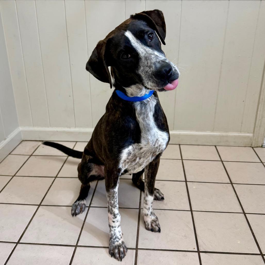 Enlarge Rainy, a Adoptable mixed breed in Hopkinton, MA image 6/6