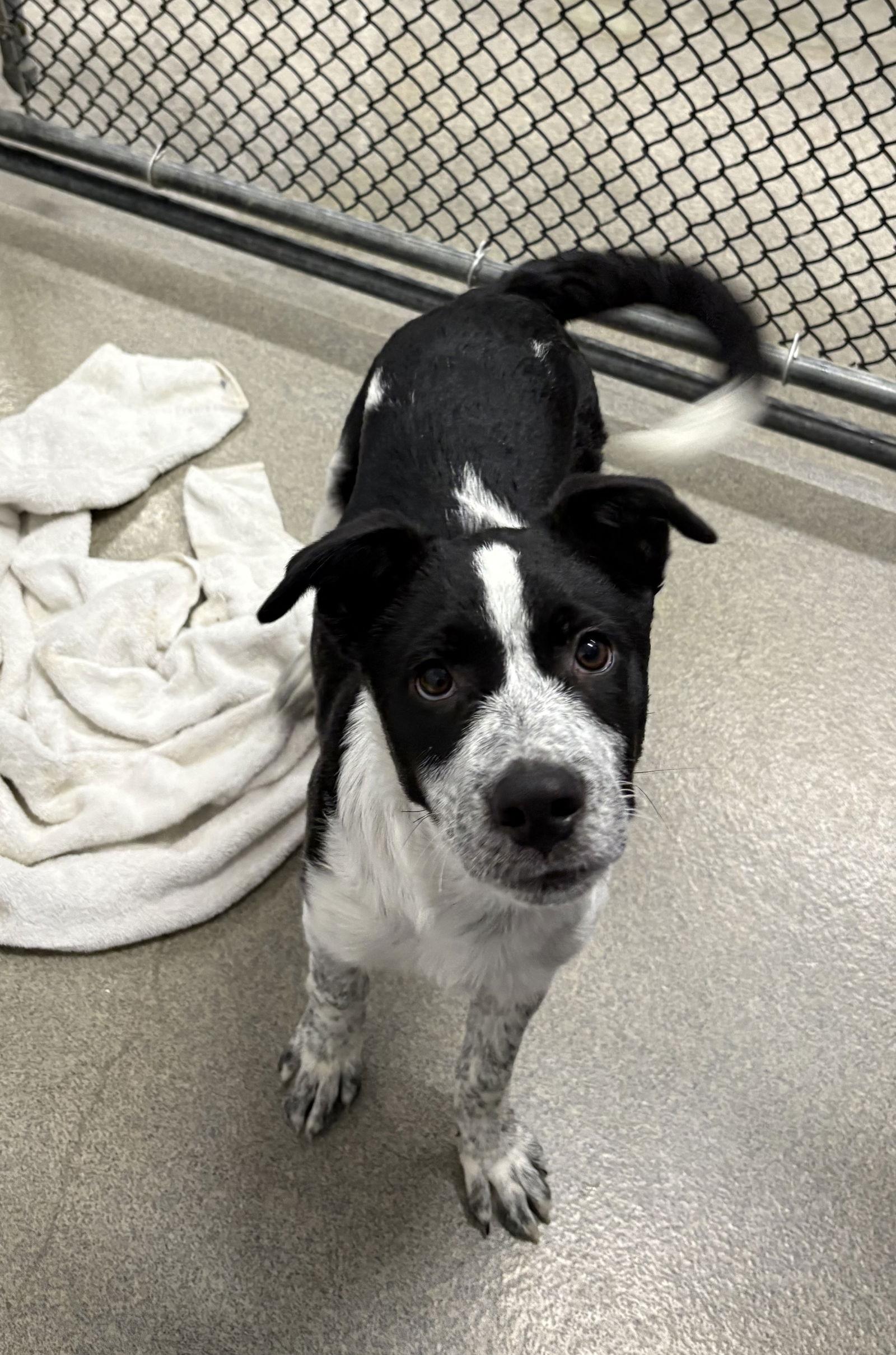 Enlarge Miley 2 months Avail- 12/17, a Adoptable Labrador Retriever in Sterling, MA image 1/1