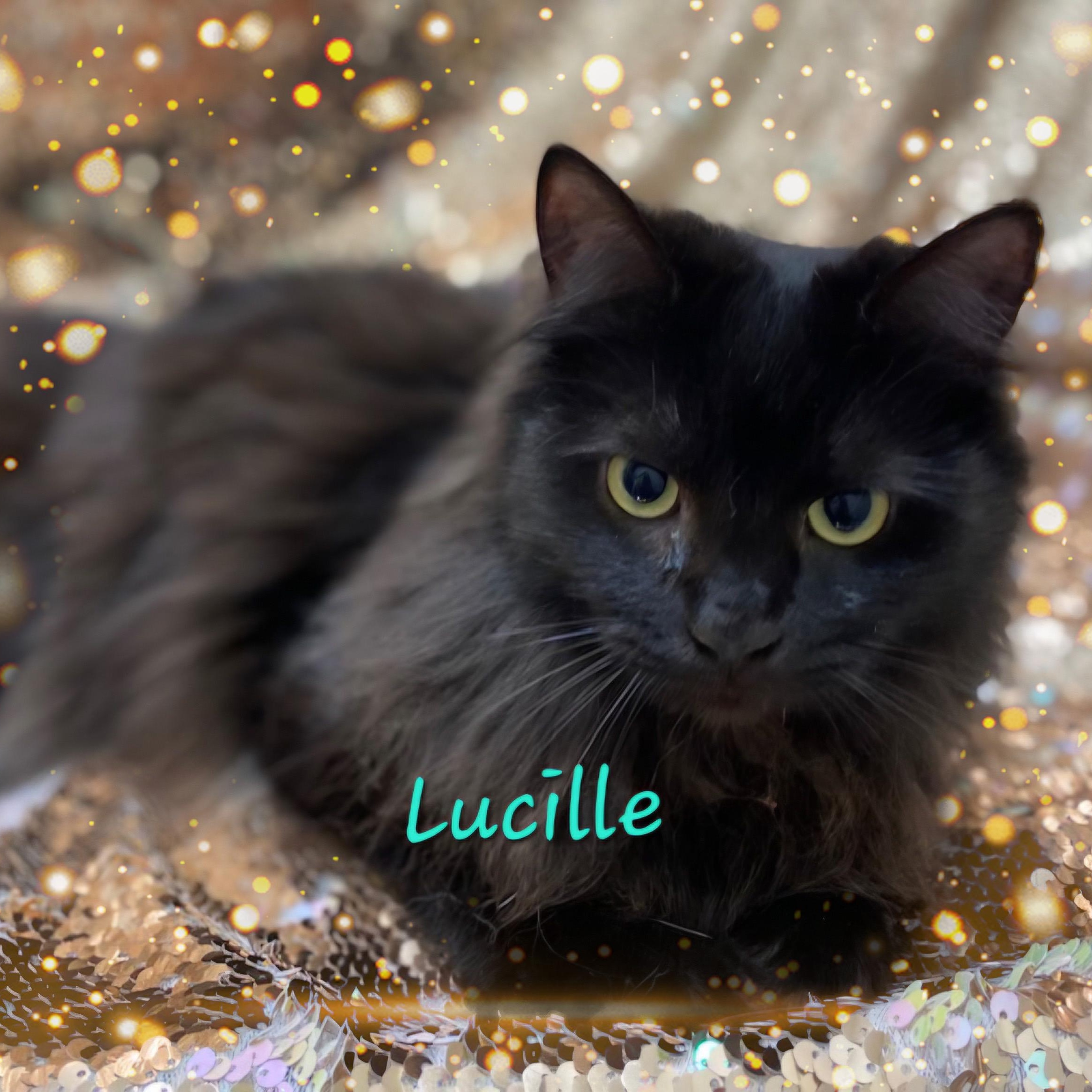 Lucille, a ADOPTABLE Domestic Medium Hair in Charlotte, NC image 2/2
