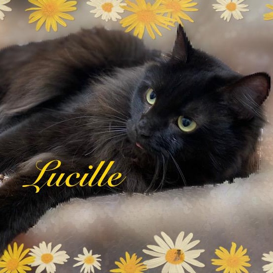 Lucille, ADOPTABLE, Young Female Domestic Medium Hair.