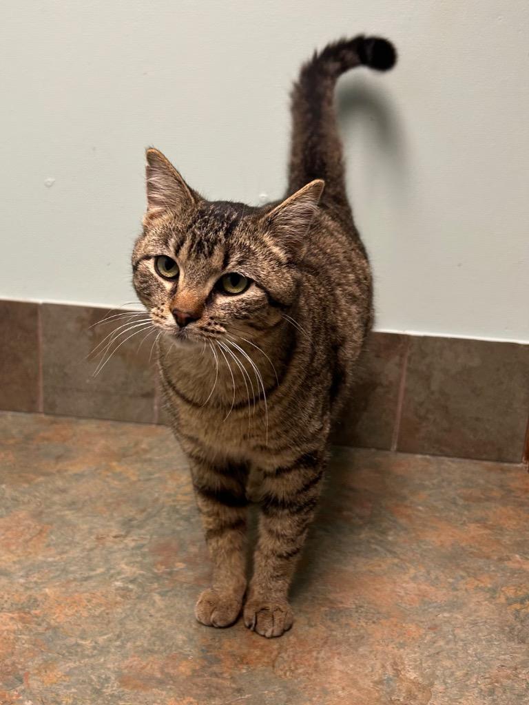 Enlarge Arlo, a ADOPTABLE Domestic Short Hair in Columbus, NE image 1/1