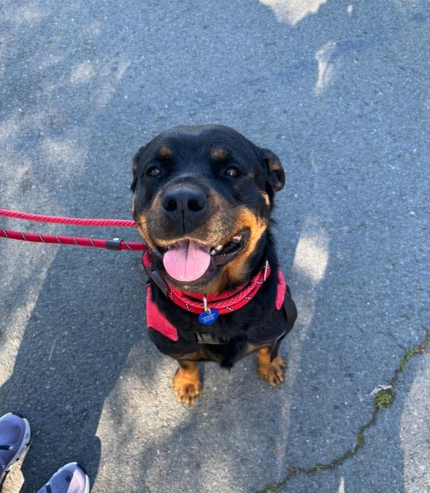 25Nola - POB, Adult Female Rottweiler