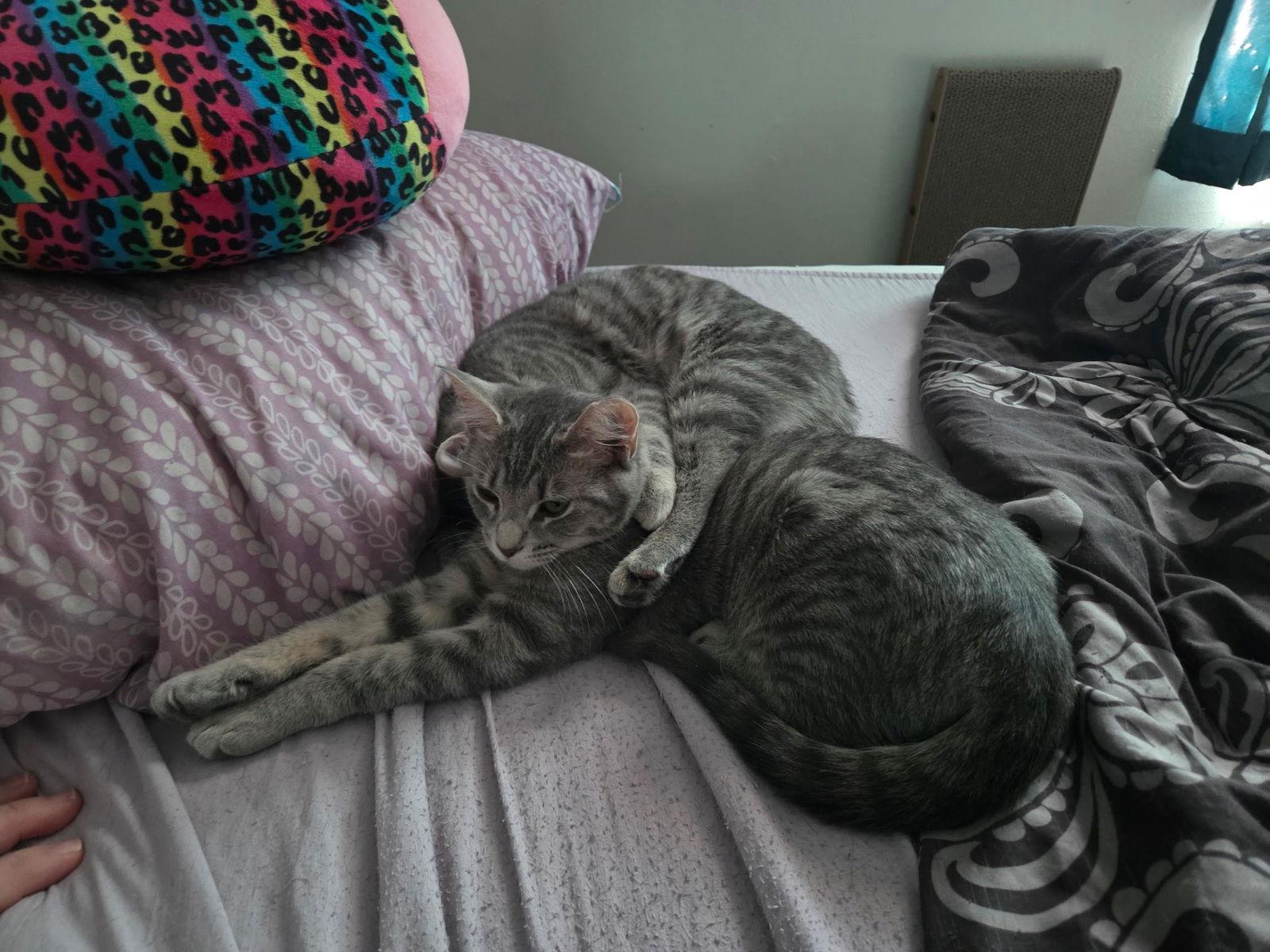 Enlarge Stockholm & Nova, a Adoptable Domestic Short Hair in Canal Winchester, OH image 1/3