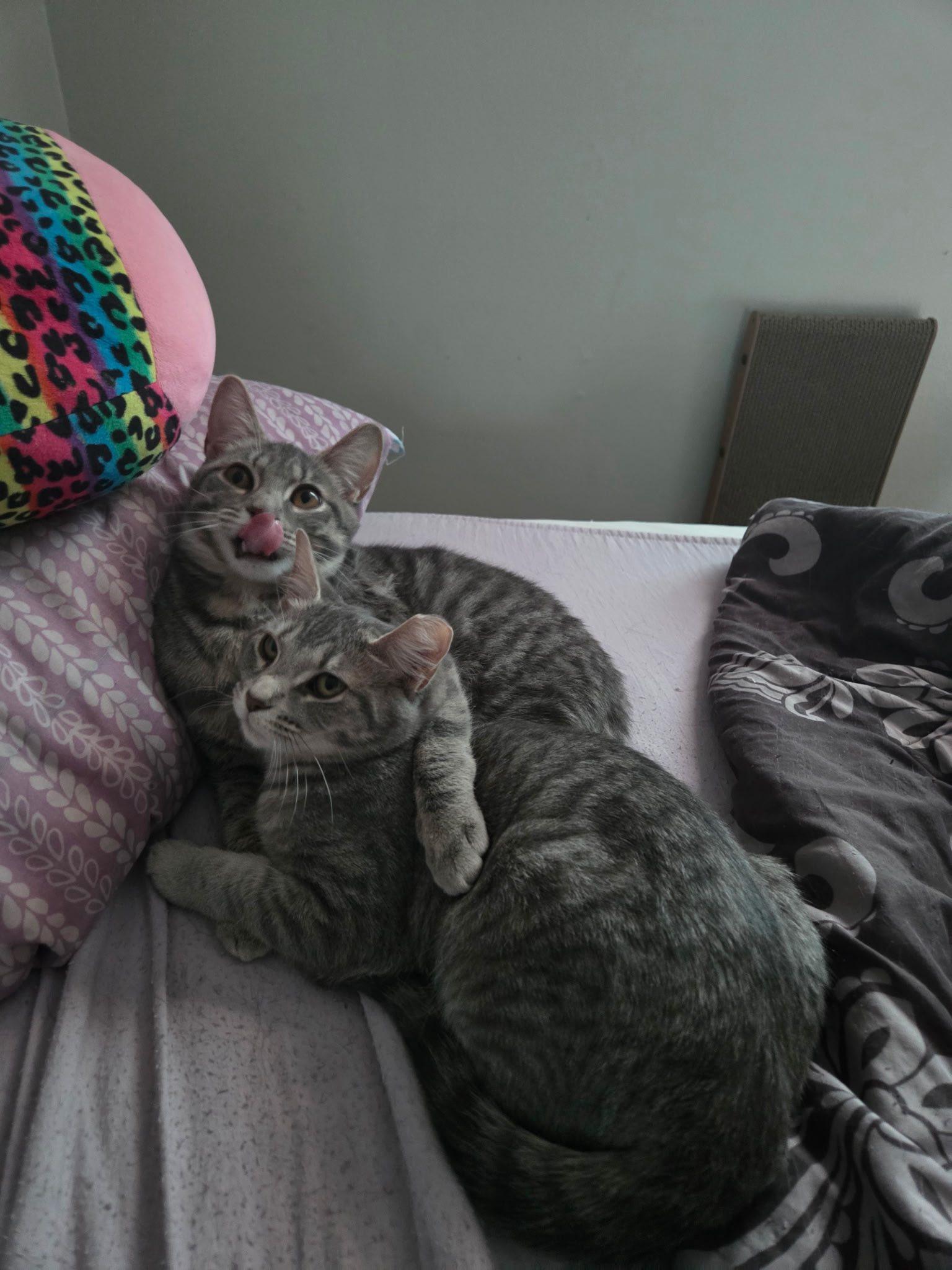 Enlarge Stockholm & Nova, a Adoptable Domestic Short Hair in Canal Winchester, OH image 3/3