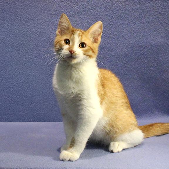 Enlarge Lucas, a ADOPTABLE Domestic Short Hair in Overland Park, KS image 2/3