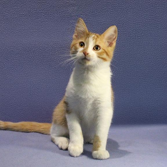 Enlarge Lucas, a ADOPTABLE Domestic Short Hair in Overland Park, KS image 3/3