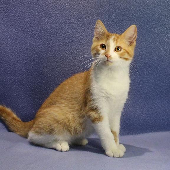 Lucas, ADOPTABLE, Kitten Male Domestic Short Hair.