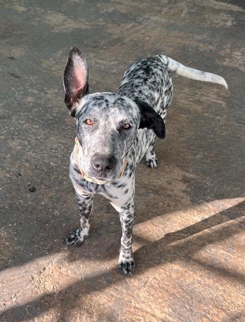 Enlarge Playful Peca!, a Adoptable mixed breed in Seattle, WA image 5/6